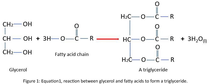 reaction between glycerol and fatty acids to form a triglyceride